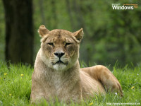 Lion (Official Windows XP Magazine)