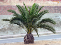 Palm Tree (Official Windows XP Magazine)