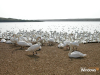 Swans (Official Windows XP Magazine)